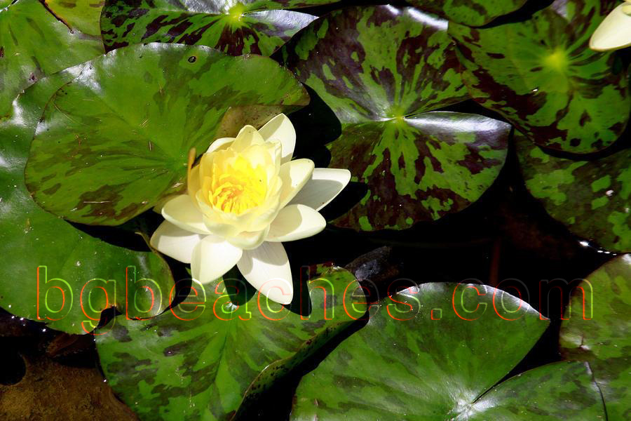 В България се срещат само няколко вида лилии. Жълтата водна лилия (бърдуче) е една от тях.