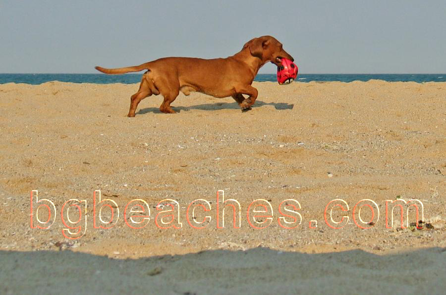 A dog is playing on the beach of Karadere.