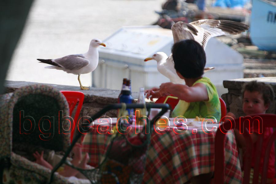 Чайките в Поморие са много приятелски настроени към хората. Нямат нищо против дори да споделят обяда ви.