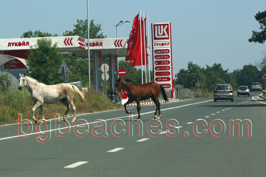 Horses are the most ecological transport. This photo tells us clearly what to do :)