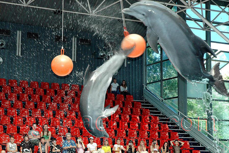 Делфините във Варненския делфинариум си играят с топки.