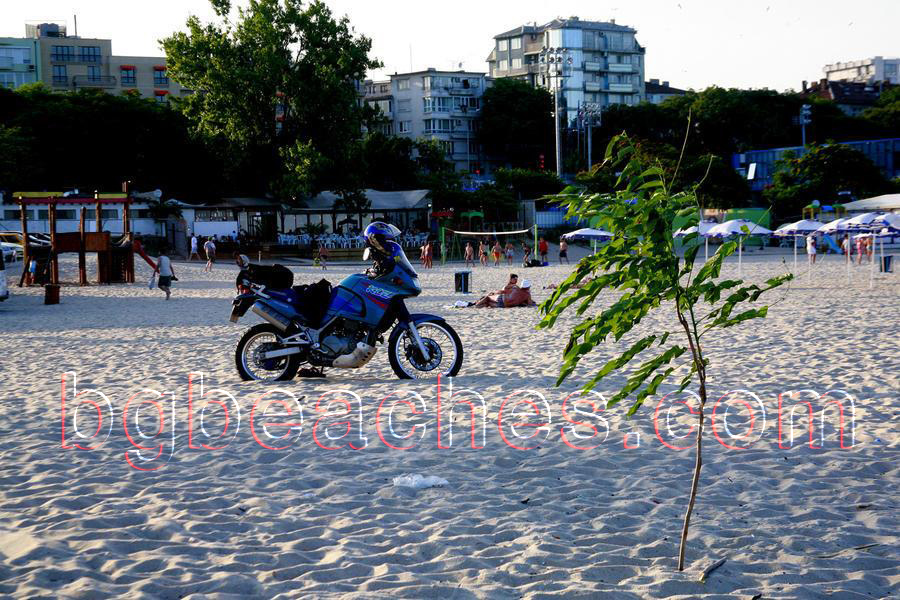 През лятото температурата на пясъка във Варна може да достигне около 50 градуса. Въпреки всичко, това дърво се е приспособило    към тези високи температури.