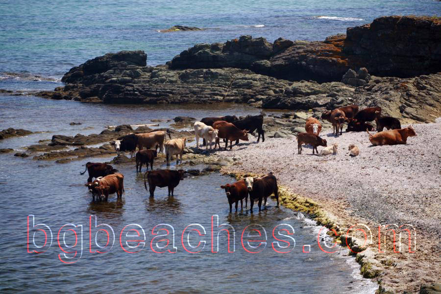 Кравите са единствените посетители на плажа на Ахтопол... Това е в рамките на шегата, разбира се :) Този плаж е малко преди Ахтопол, по пътя от север.