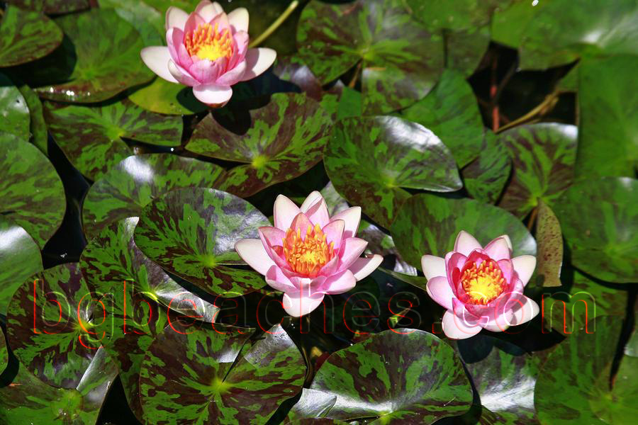 Водните лилии са най-красивите водни цветя. Цветовете им варират от бяло до червено.
