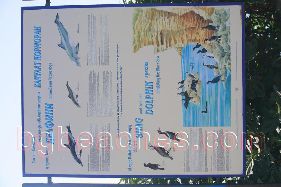 As the notice says, from Cape Kaliakra you can observe the rare Shag and three Dolphin species.