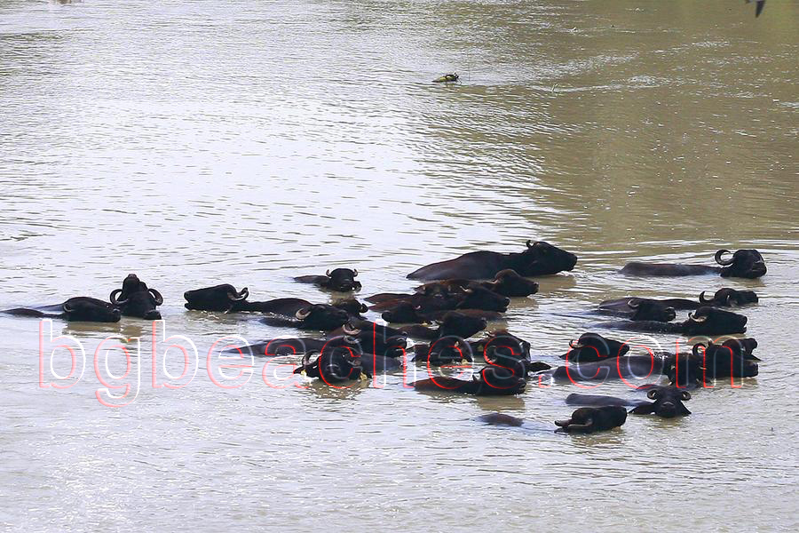 Buffalos are resting in Kamchia river amid the hot day.