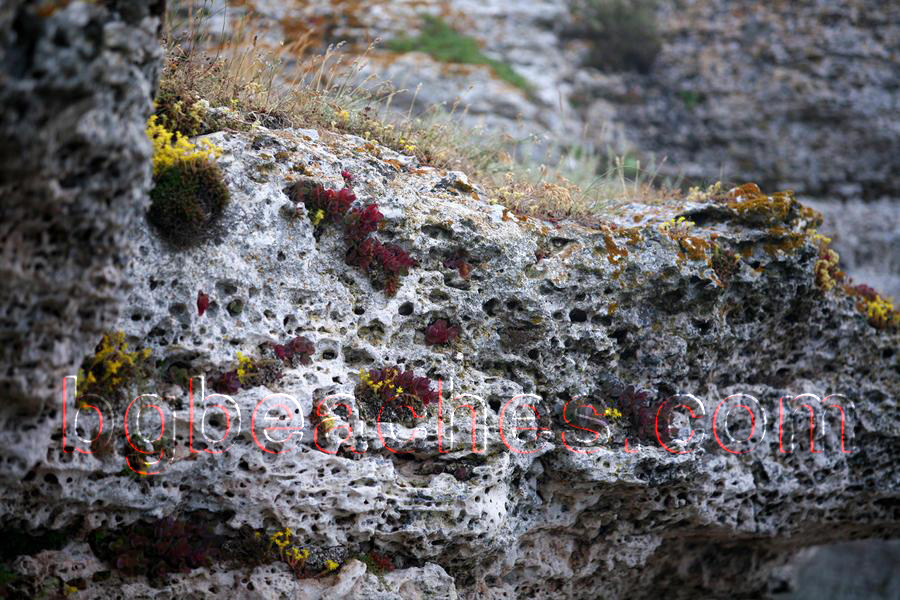 More beautiful flora on the rocks of Kamen bryag