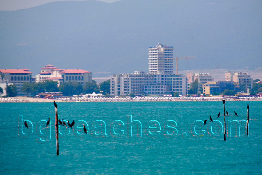 Birds at Sunny Beach