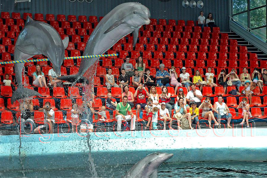 This photo from Varna's Dolphinarium shows how well-trained the animals are.